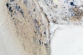 Best Commercial Mold Inspection  in Arlington, OH